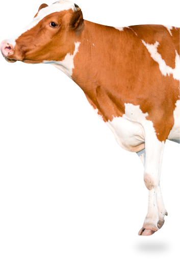 Holstein Friesian